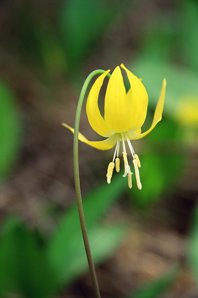 Glacier lily (dogtooth violet) (Erythronium grandiflorum), Glacier National Park, Montana, United States of America, North America