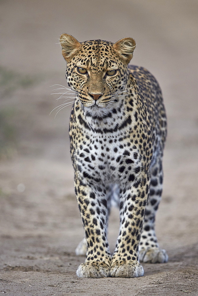 Leopard (Panthera pardus), Ngorongoro Conservation Area, Serengeti, Tanzania, East Africa, Africa