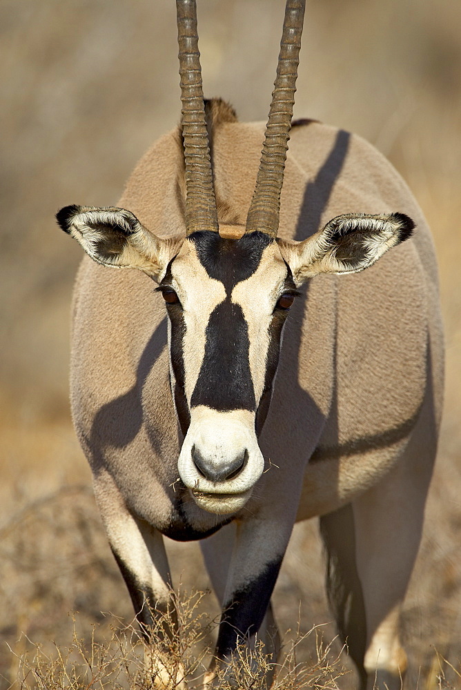 Biesa oryx (Oryx beisa), Samburu National Reserve, Kenya, East Africa, Africa