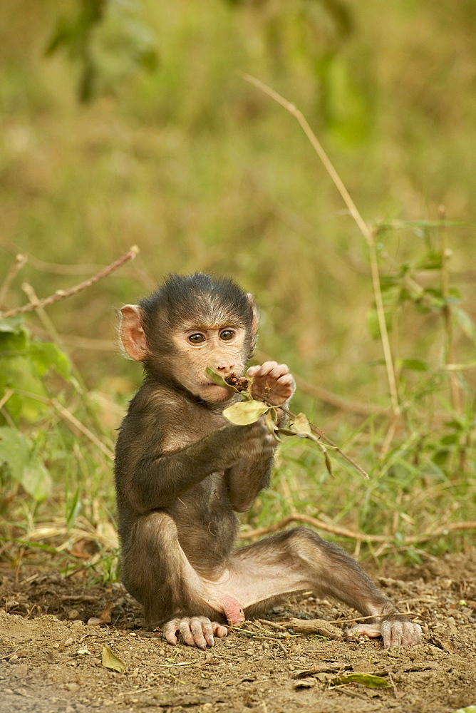 Infant olive baboon (Papio cynocephalus anubis), Lake Nakuru National Park, Kenya, East Africa, Africa