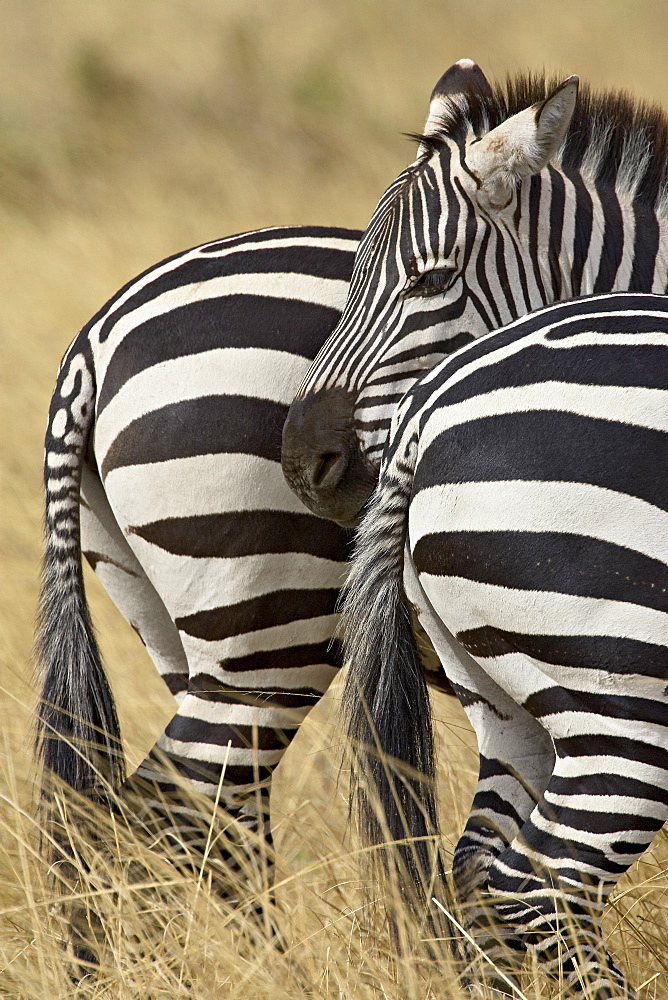 Common zebra or Burchell's zebra (Equus burchelli), Masai Mara National Reserve, Kenya, East Africa, Africa