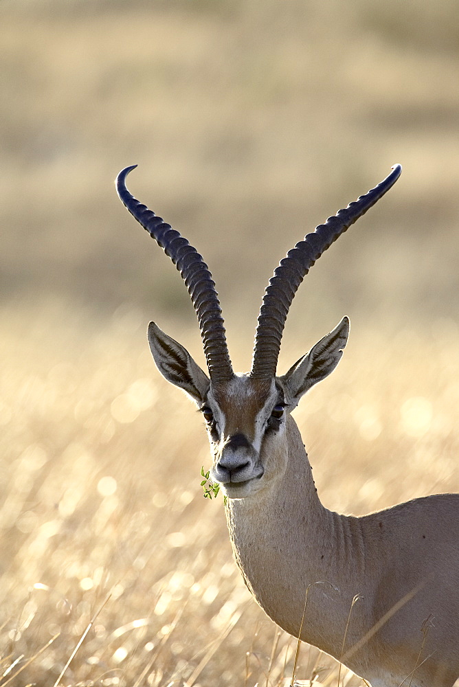 Grant's Gazelle (Gazella granti), Masai Mara National Reserve, Kenya, East Africa, Africa