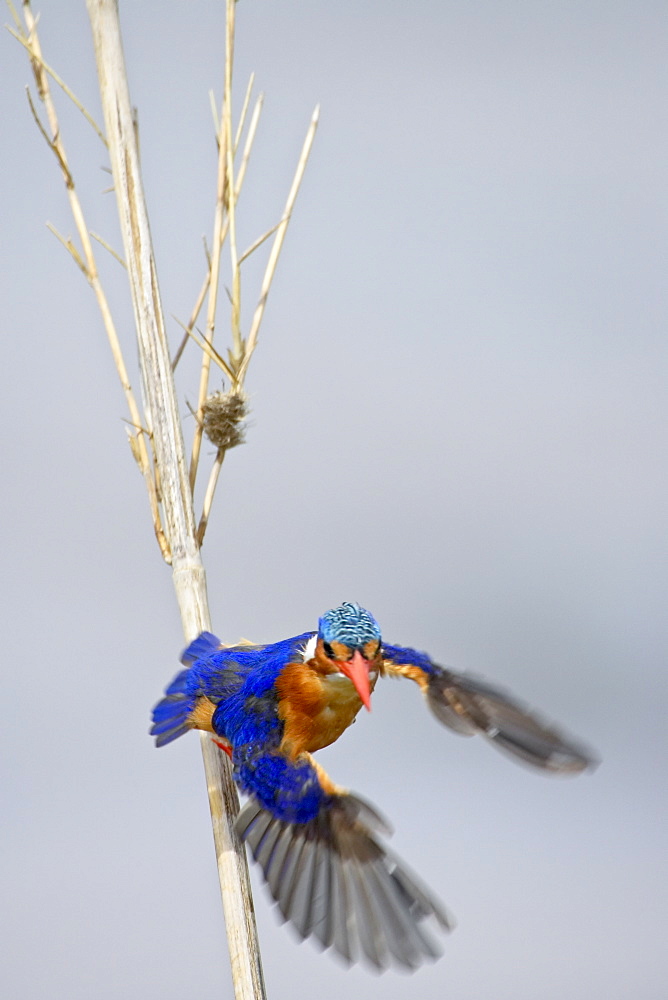 Malachite kingfisher (Alcedo cristata) taking off, Greater Limpopo Transfrontier Park, encompassing the former Kruger National Park, South Africa, Africa