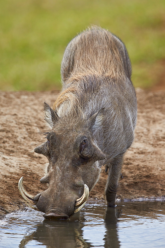 Warthog (Phacochoerus aethiopicus) drinking, Addo Elephant National Park, South Africa, Africa