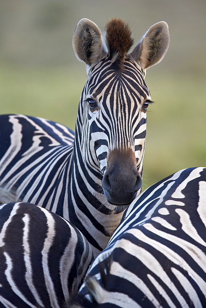 Common zebra (Plains zebra) (Burchell's zebra) (Equus burchelli), Addo Elephant National Park, South Africa, Africa