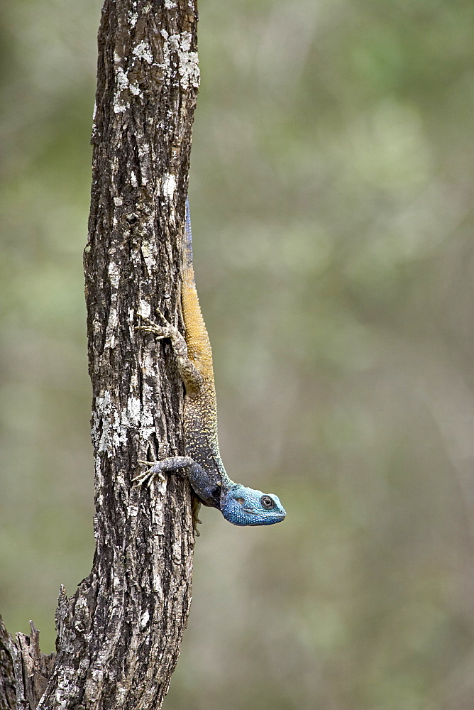 Southern Tree Agama (Acanthocerus atricollis), Imfolozi Game Reserve, South Africa, Africa