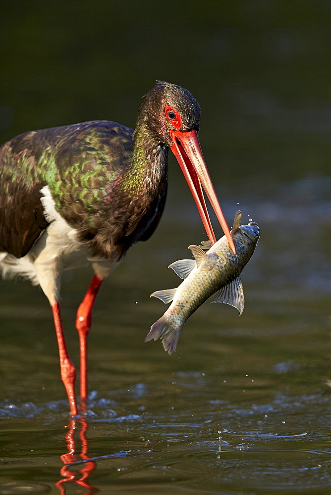 Black stork (Ciconia nigra) with a fish, Kruger National Park, South Africa, Africa