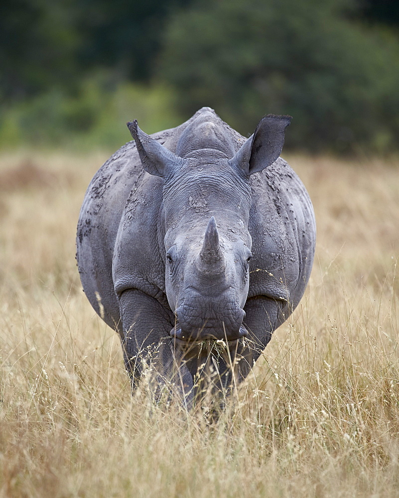 White rhinoceros (Ceratotherium simum), Kruger National Park, South Africa, Africa