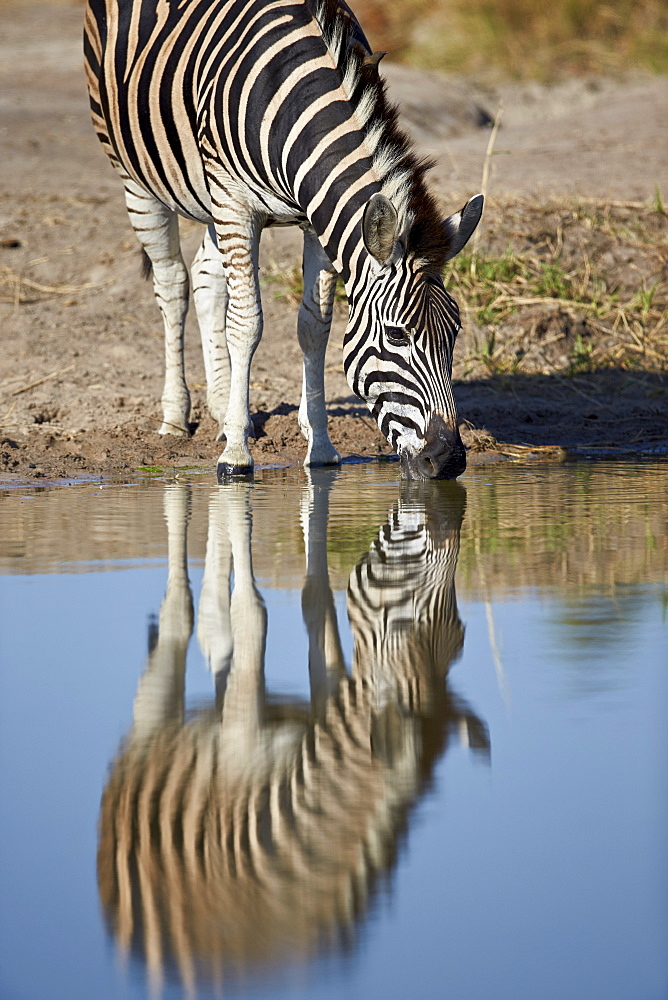 Common zebra (Plains zebra) (Burchell's zebra) (Equus burchelli) drinking with reflection, Kruger National Park, South Africa, Africa