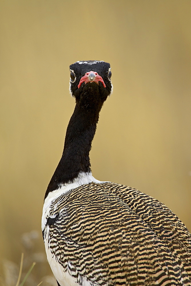 Male Northern black korhaan (Eupodotis afraoides), Kgalagadi Transfrontier Park, encompassing the former Kalahari Gemsbok National Park, South Africa, Africa