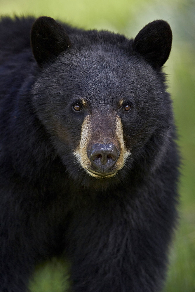 Black bear (Ursus americanus), Yellowstone National Park, Wyoming, United States of America, North America