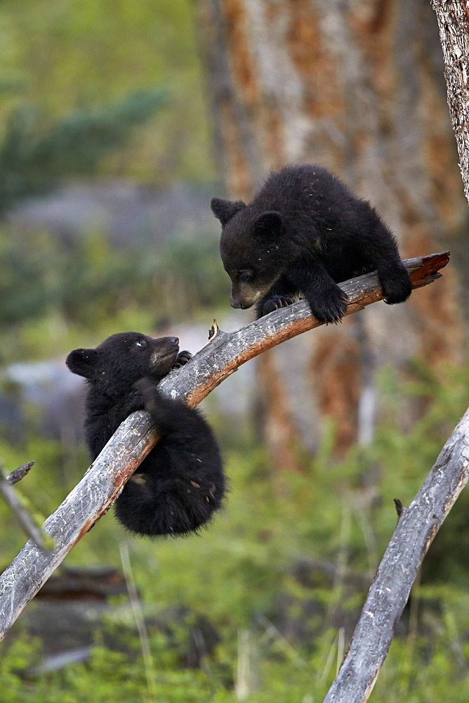 Two Black Bear (Ursus americanus) cubs of the year or spring cubs playing, Yellowstone National Park, Wyoming, United States of America, North America