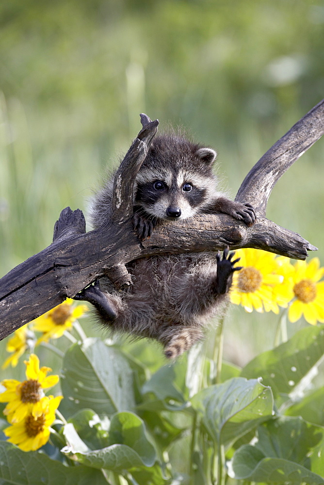 Captive baby raccoon (Procyon lotor), Animals of Montana, Bozeman, Montana, United States of America, North America