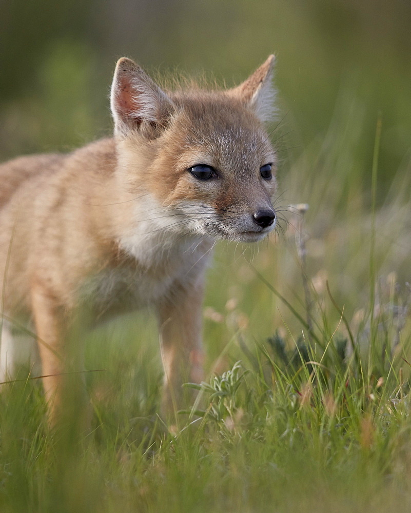 Swift fox (Vulpes velox) kit, Pawnee National Grassland, Colorado, United States of America, North America