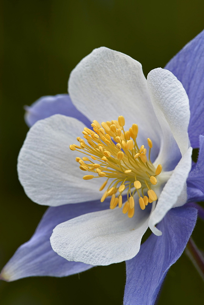 Blue columbine (Colorado columbine) (Aquilegia coerulea), San Juan National Forest, Colorado, United States of America, North America