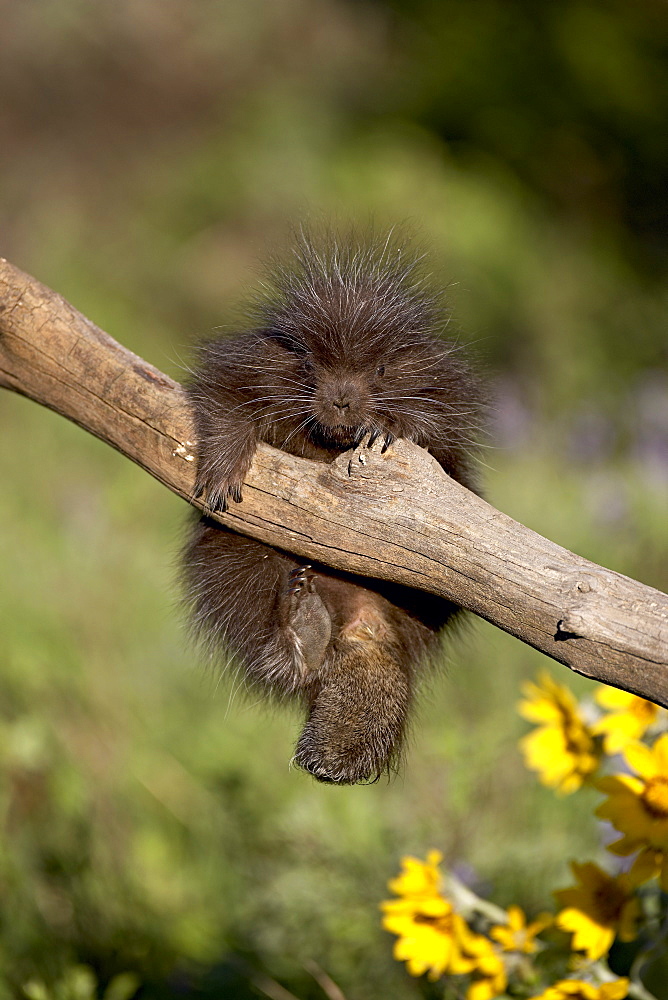 A captive baby porcupine (Erethizon dorsatum), Animals of Montana, Bozeman, Montana, United States of America, North America