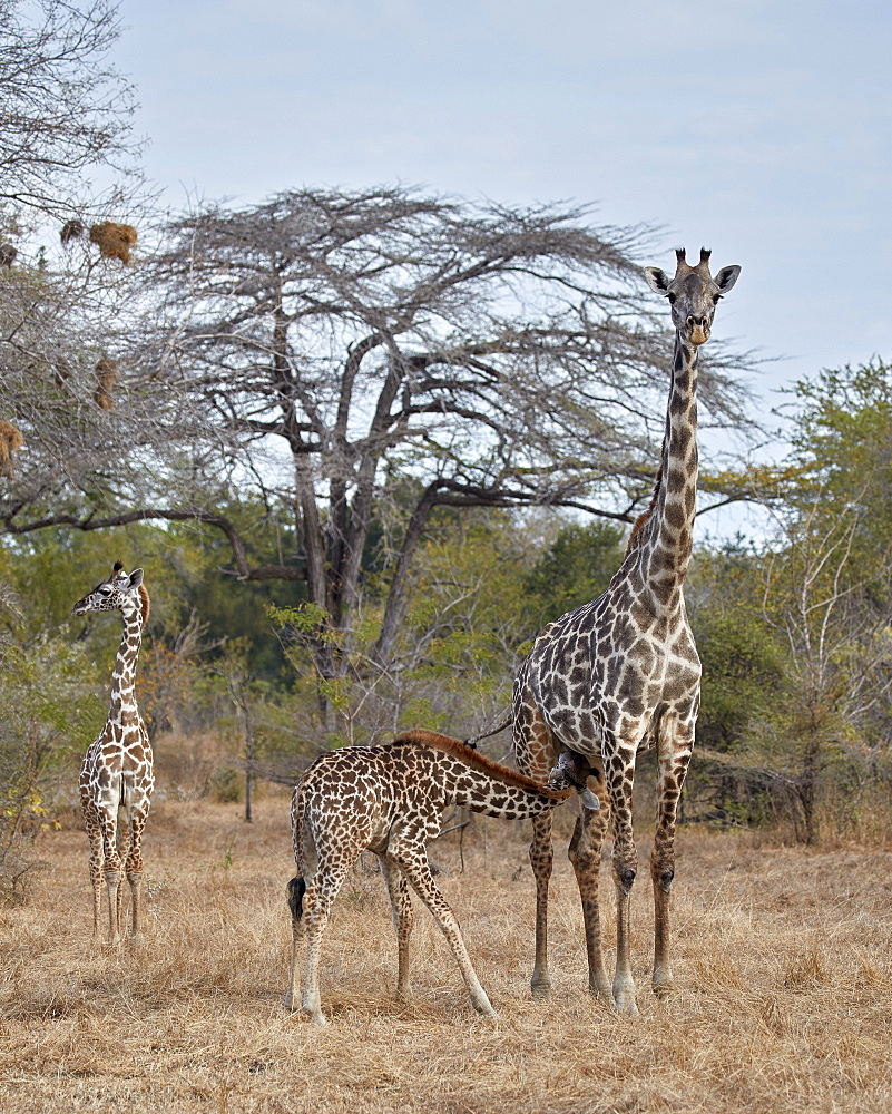 Masai giraffe (Giraffa camelopardalis tippelskirchi) nursing, Selous Game Reserve, Tanzania, East Africa, Africa