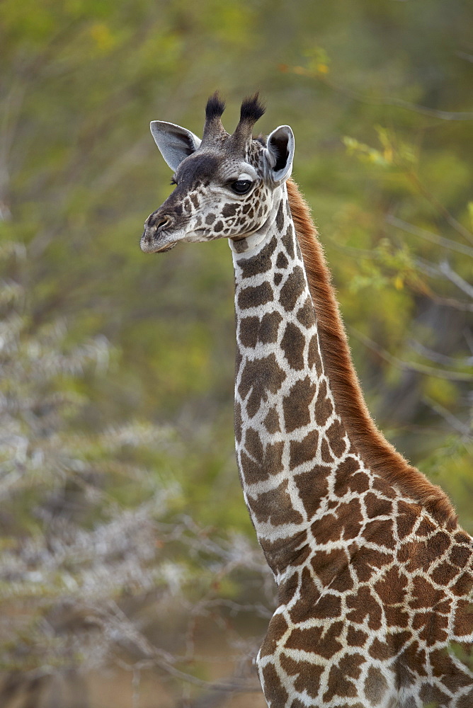 Young Masai giraffe (Giraffa camelopardalis tippelskirchi), Selous Game Reserve, Tanzania, East Africa, Africa