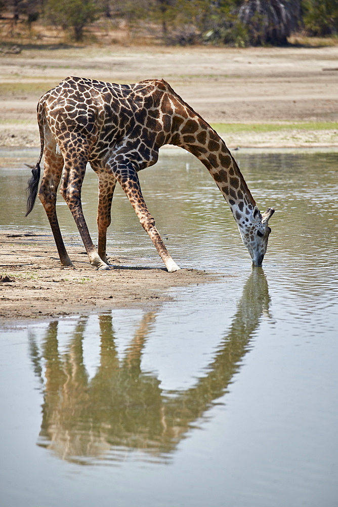 Masai giraffe (Giraffa camelopardalis tippelskirchi) drinking, Selous Game Reserve, Tanzania, East Africa, Africa