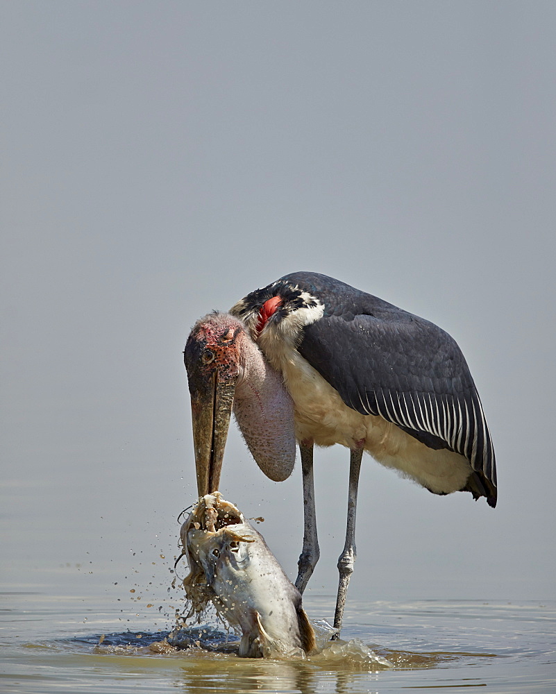 Marabou stork (Leptoptilos crumeniferus) feeding on a vundu (big catfish) (Heterobranchus longifilis), Selous Game Reserve, Tanzania, East Africa, Africa