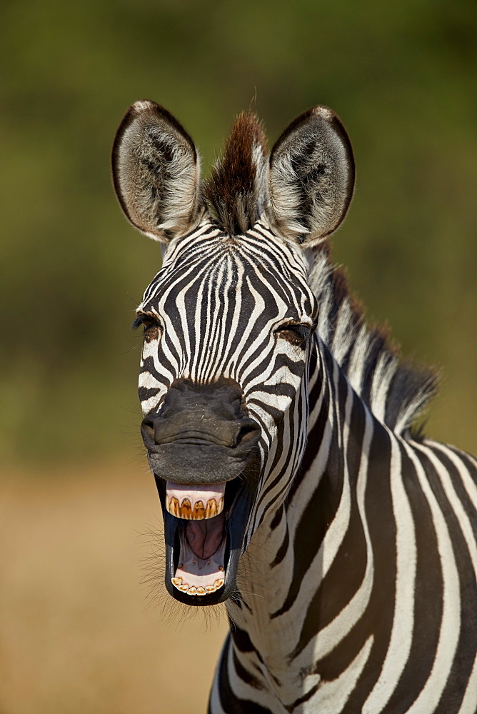 Common zebra (plains zebra) (Burchell's zebra) (Equus burchelli) yawning, Ruaha National Park, Tanzania, East Africa, Africa