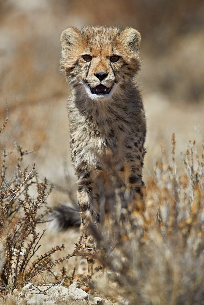 Cheetah (Acinonyx jubatus) cub, Kgalagadi Transfrontier Park, encompassing the former Kalahari Gemsbok National Park, South Africa, Africa