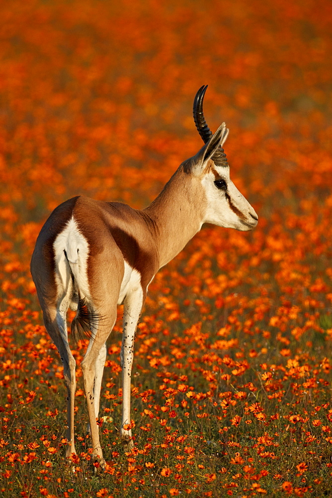 Springbok (Antidorcas marsupialis) among orange wildflowers (Namaqualand daisies) and (glossy-eyed mountain daisies), Namaqualand, South Africa, Africa