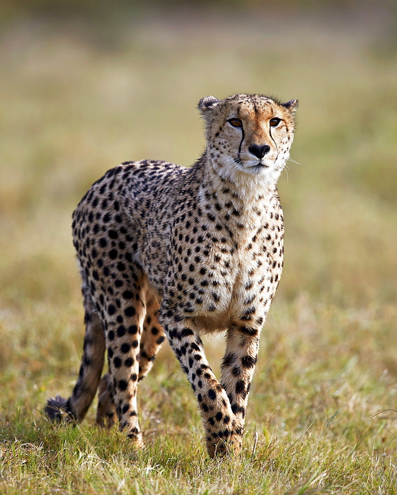 Cheetah (Acinonyx jubatus), Addo Elephant National Park, South Africa, Africa