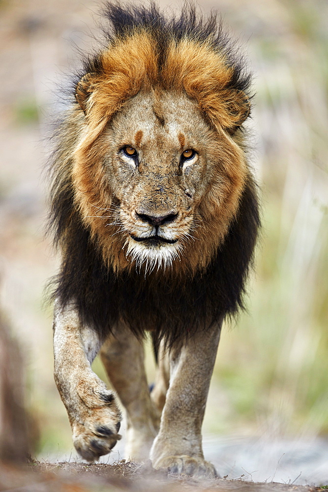 Lion (Panthera leo), Kruger National Park, South Africa, Africa