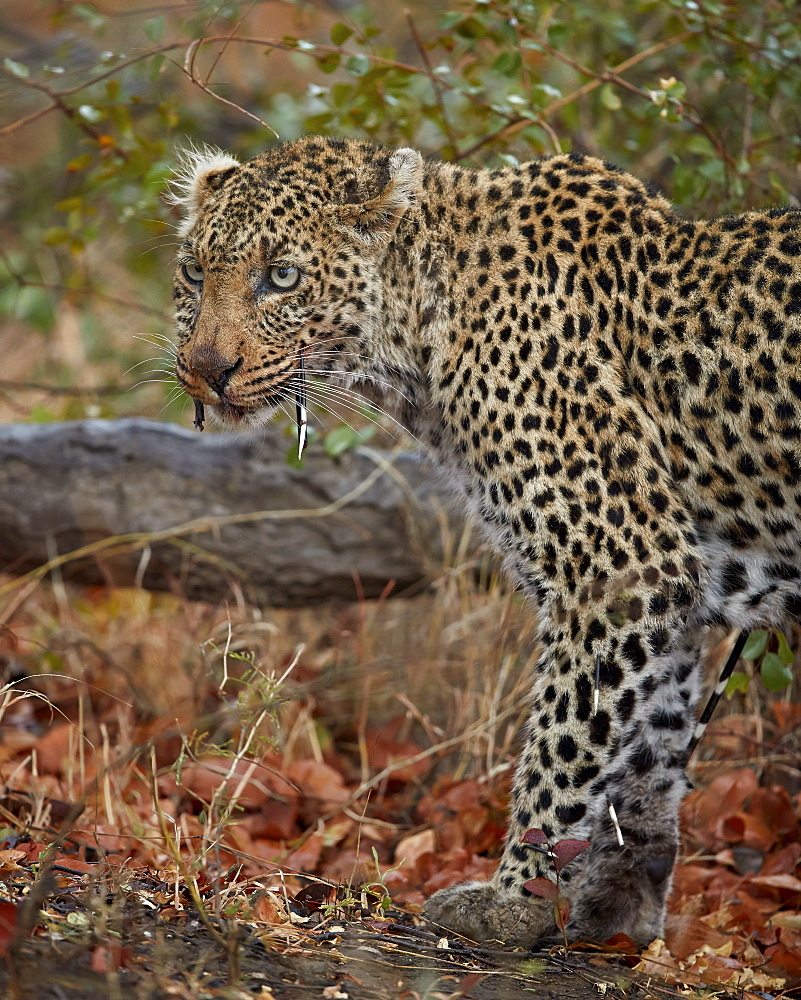 Leopard (Panthera pardus) with Cape porcupine quills stuck in it, Kruger National Park, South Africa, Africa