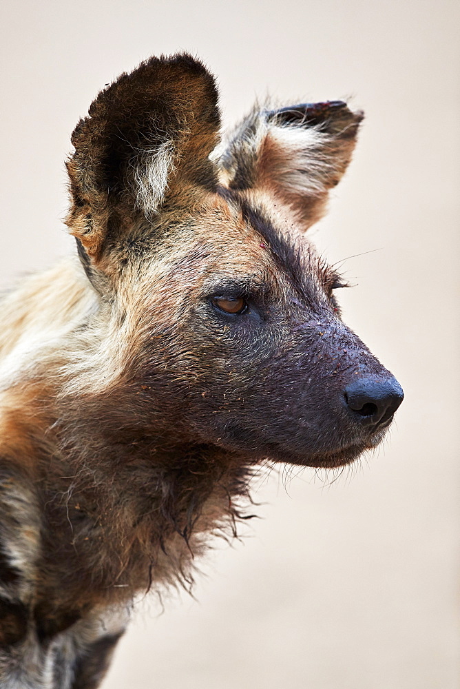 African wild dog (African hunting dog) (Cape hunting dog) (Lycaon pictus), Kruger National Park, South Africa, Africa