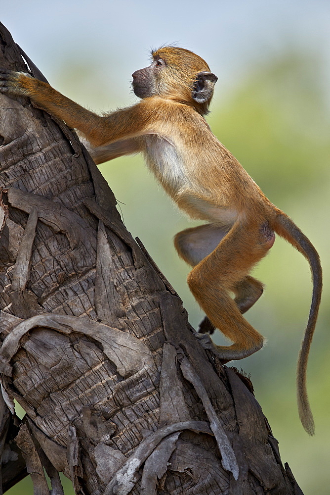 Yellow baboon (Papio cynocephalus), juvenile climbing a palm tree, Selous Game Reserve, Tanzania, East Africa, Africa