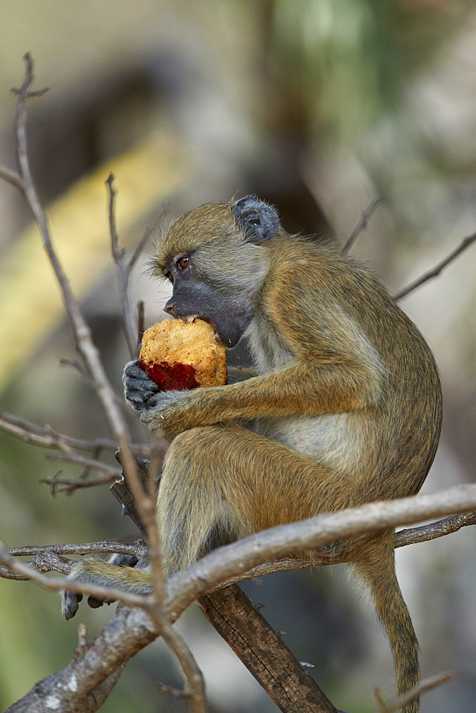 Yellow baboon (Papio cynocephalus) juvenile eating a duom palm fruit, Selous Game Reserve, Tanzania, East Africa, Africa