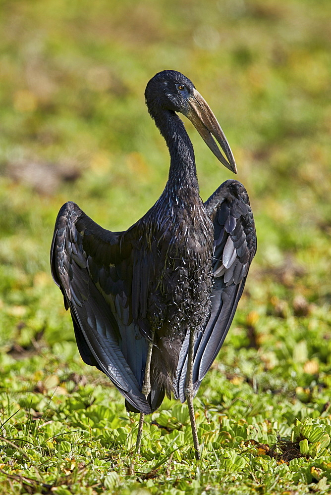 African open-billed stork (African openbill) (Anastomus lamelligerus), Selous Game Reserve, Tanzania, East Africa, Africa