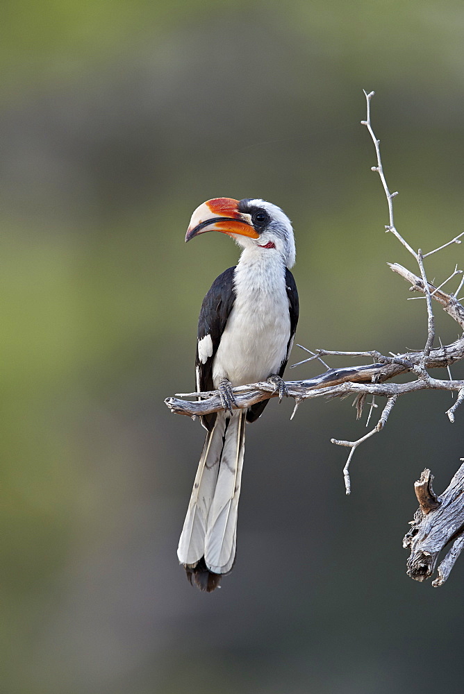 Von Der Decken's hornbill (Tockus deckeni), male, Selous Game Reserve, Tanzania, East Africa, Africa