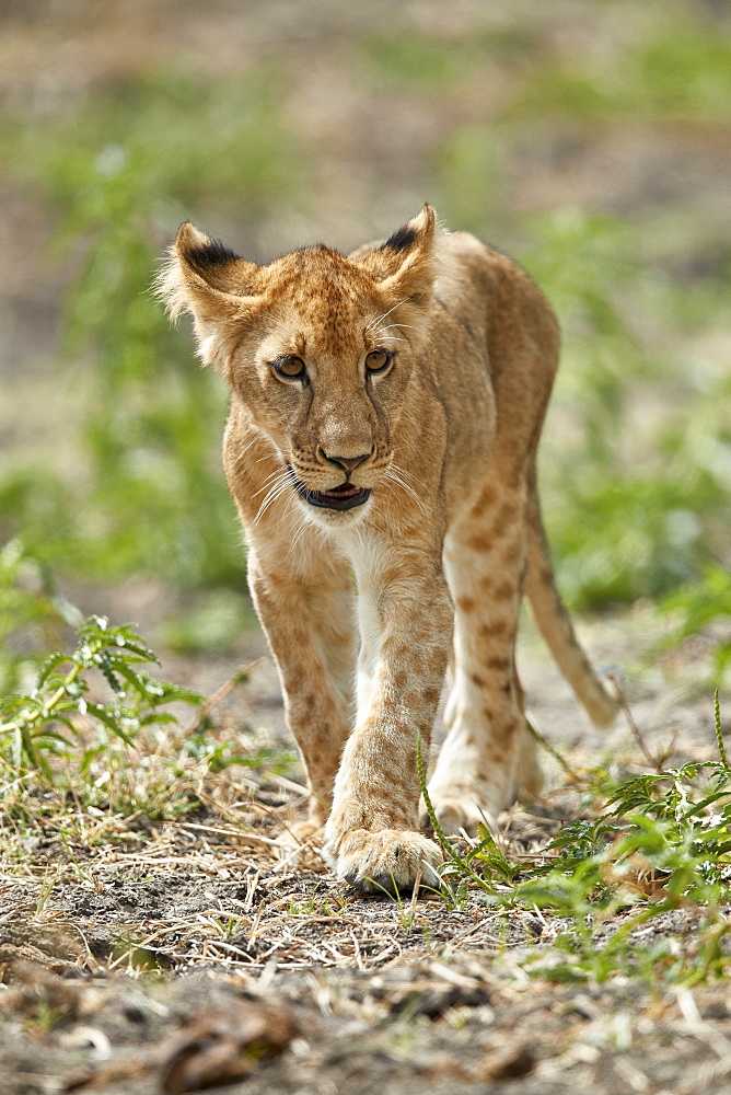 Lion (Panthera leo) cub, Selous Game Reserve, Tanzania, East Africa, Africa