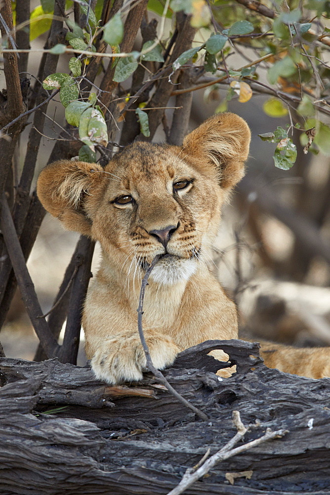 Lion (Panthera leo) cub playing with a branch, Selous Game Reserve, Tanzania, East Africa, Africa