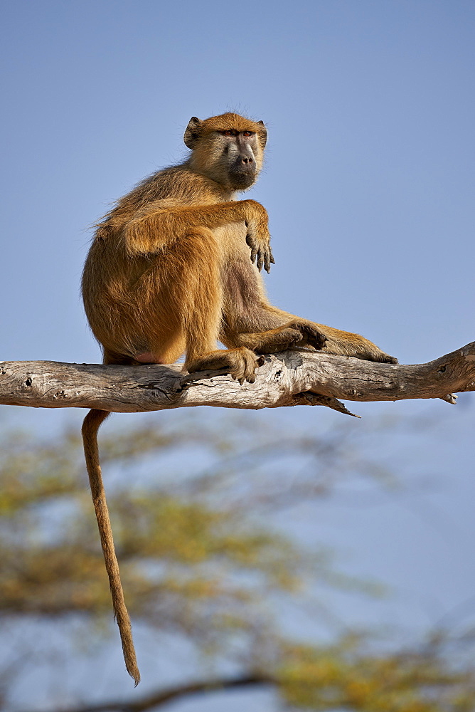 Yellow baboon (Papio cynocephalus), Selous Game Reserve, Tanzania, East Africa, Africa