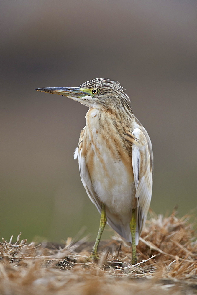 Common squacco heron (Ardeola ralloides), Mikumi National Park, Tanzania, East Africa, Africa