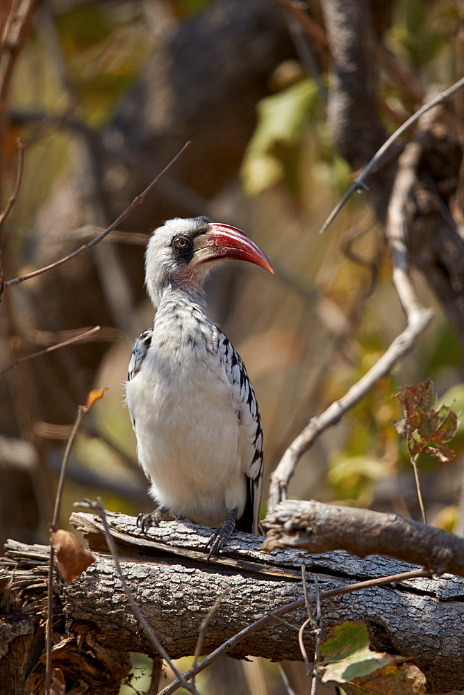 Ruaha hornbill (Ruaha red-billed hornbill) (Tanzanian red-billed hornbill) (Tockus ruahae), Ruaha National Park, Tanzania, East Africa, Africa