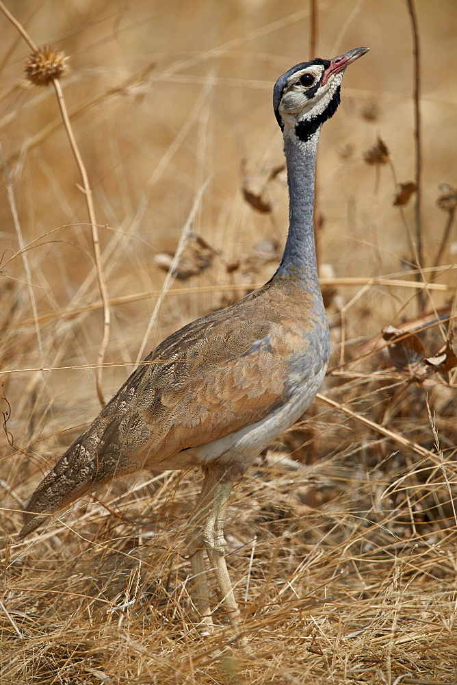 White-bellied bustard (white-bellied korhaan) (Eupodotis senegalensis), male, Ruaha National Park, Tanzania, East Africa, Africa