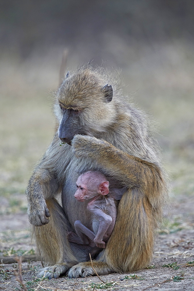 Yellow baboon (Papio cynocephalus) mother and days-old infant, Ruaha National Park, Tanzania, East Africa, Africa