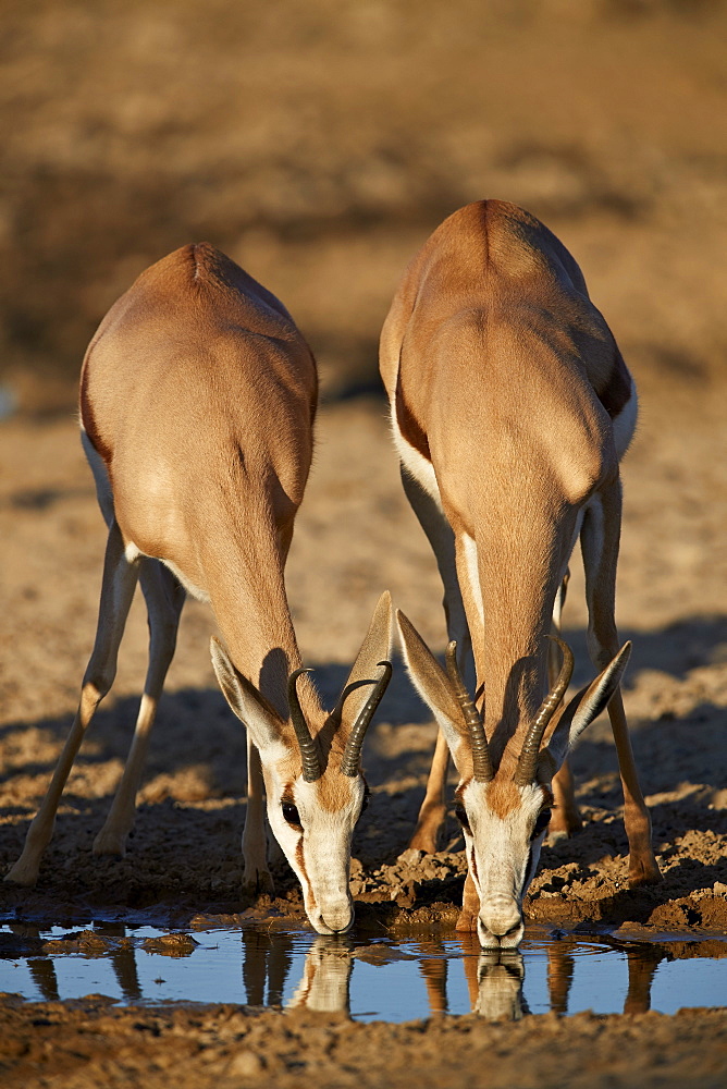 Two Springbok (Antidorcas marsupialis) drinking, Kgalagadi Transfrontier Park, South Africa, Africa