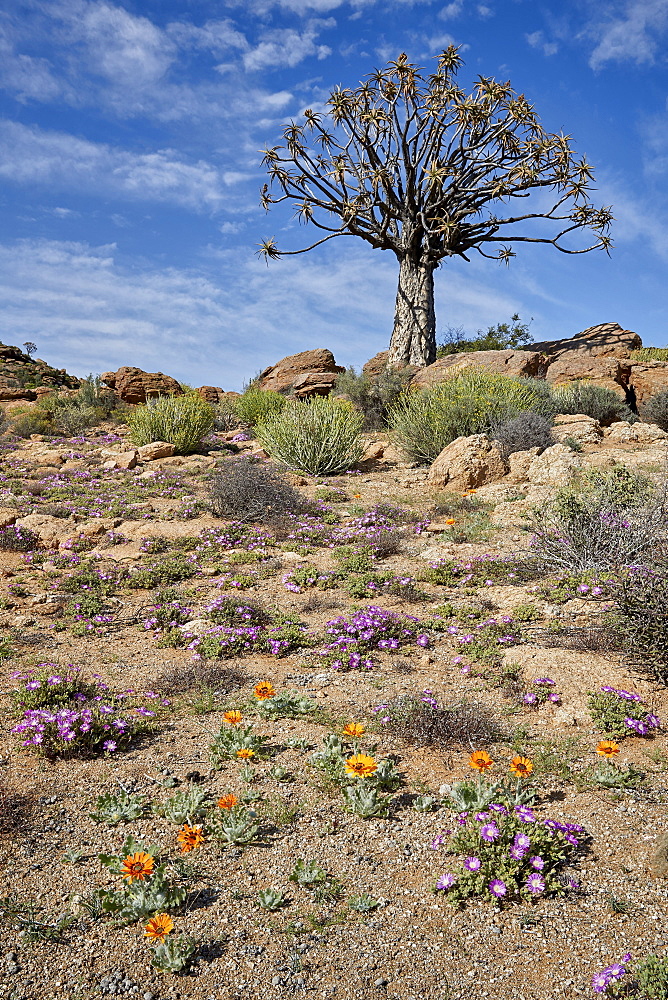 Quiver Tree (Kokerboom) (Aloe dichotoma) with Bittergousblom (Arctotis fastuosa), Namakwa, Namaqualand, South Africa, Africa