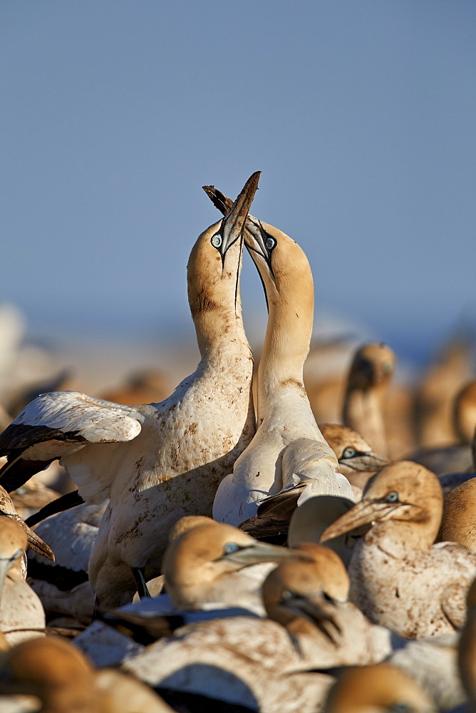 Cape gannet (Morus capensis) pair necking, Bird Island, Lambert's Bay, South Africa, Africa