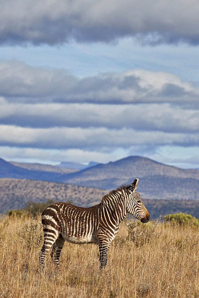 Young Cape mountain zebra (Equus zebra zebra), Mountain Zebra National Park, South Africa, Africa