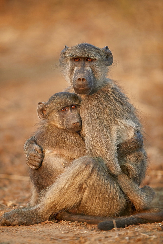 Chacma Baboon (Papio ursinus) comforting a young one, Kruger National Park, South Africa, Africa