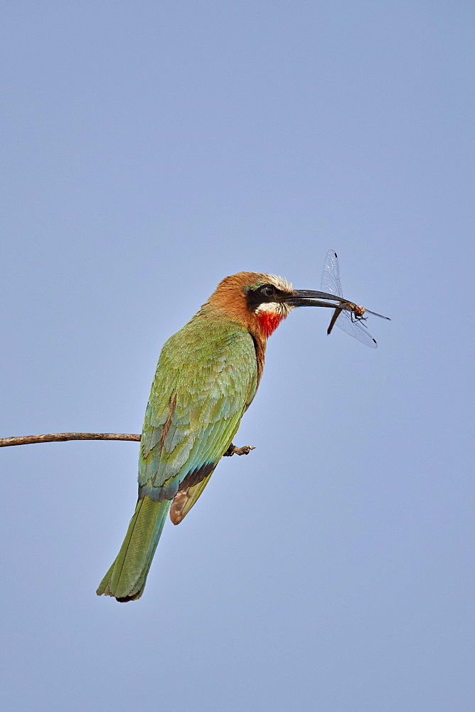 White-fronted bee-eater (Merops bullockoides) with a dragonfly, Kruger National Park, South Africa, Africa