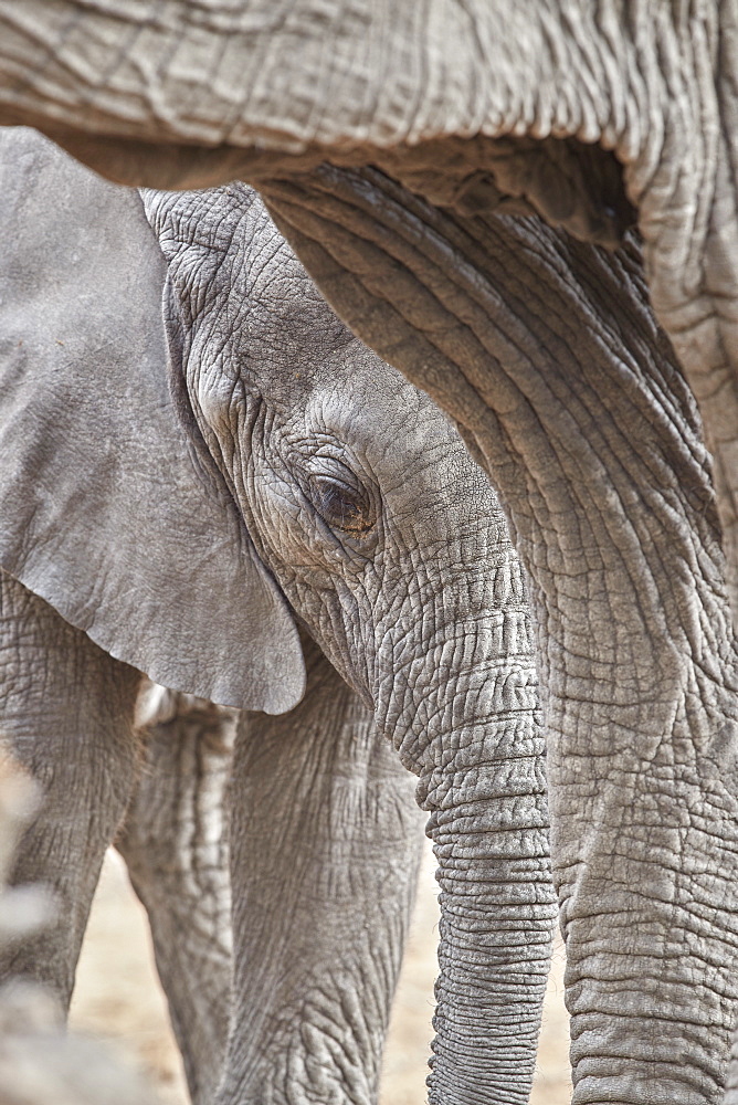 African elephant (Loxodonta africana), Kruger National Park, South Africa, Africa