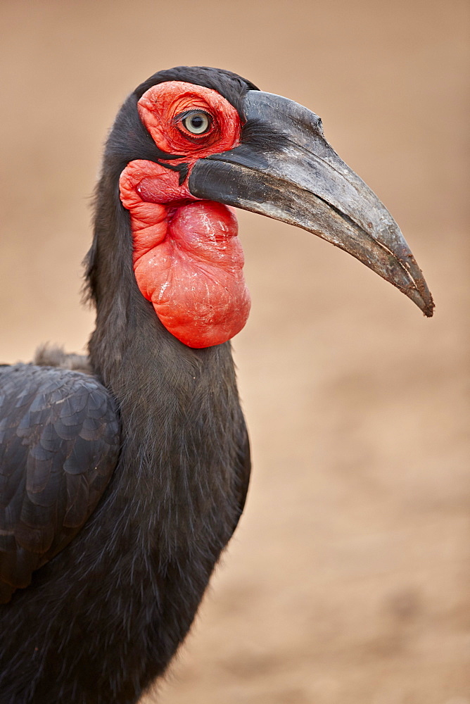 Southern ground-hornbill (Southern ground hornbill) (Bucorvus leadbeateri), male, Kruger National Park, South Africa, Africa